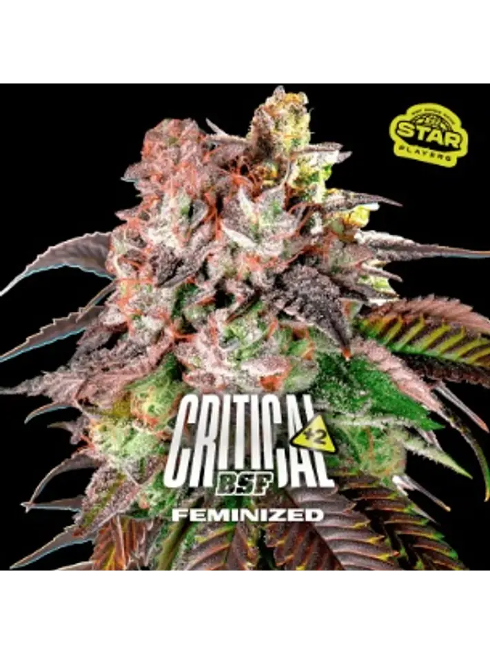 CRITICAL +2 FEM X7 - BSF 1