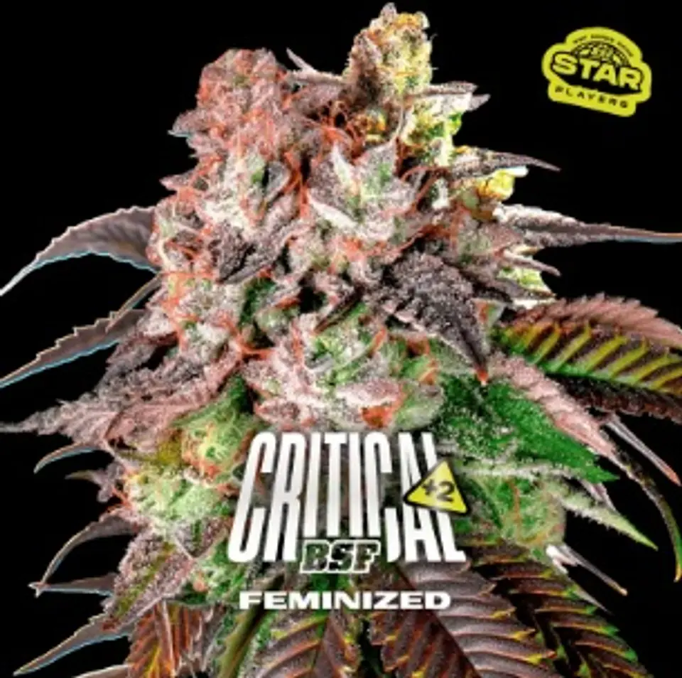 CRITICAL +2 FEM X7 - BSF 1