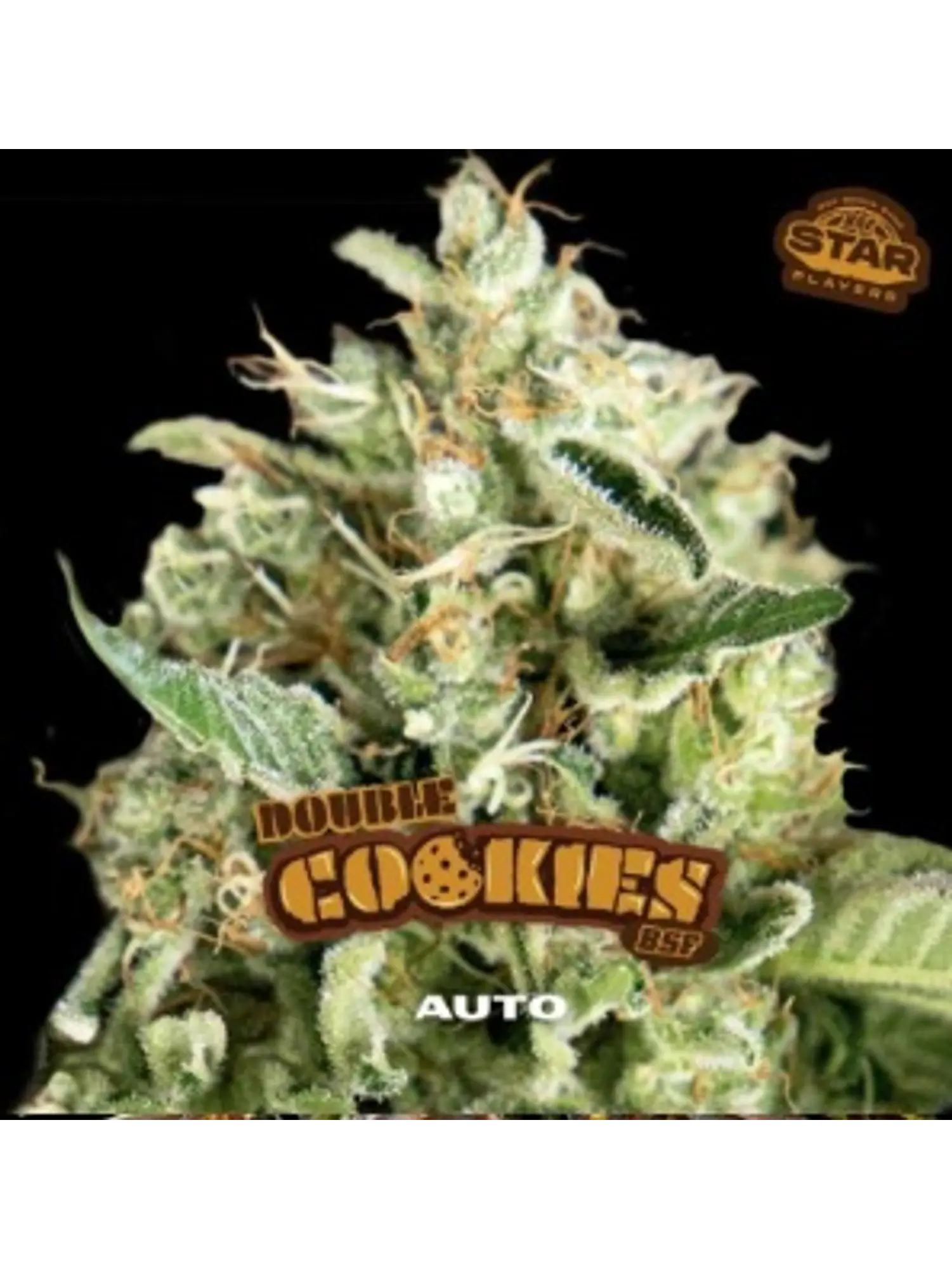 DOUBLE COOKIES SP AUTO X12 - BSF 1