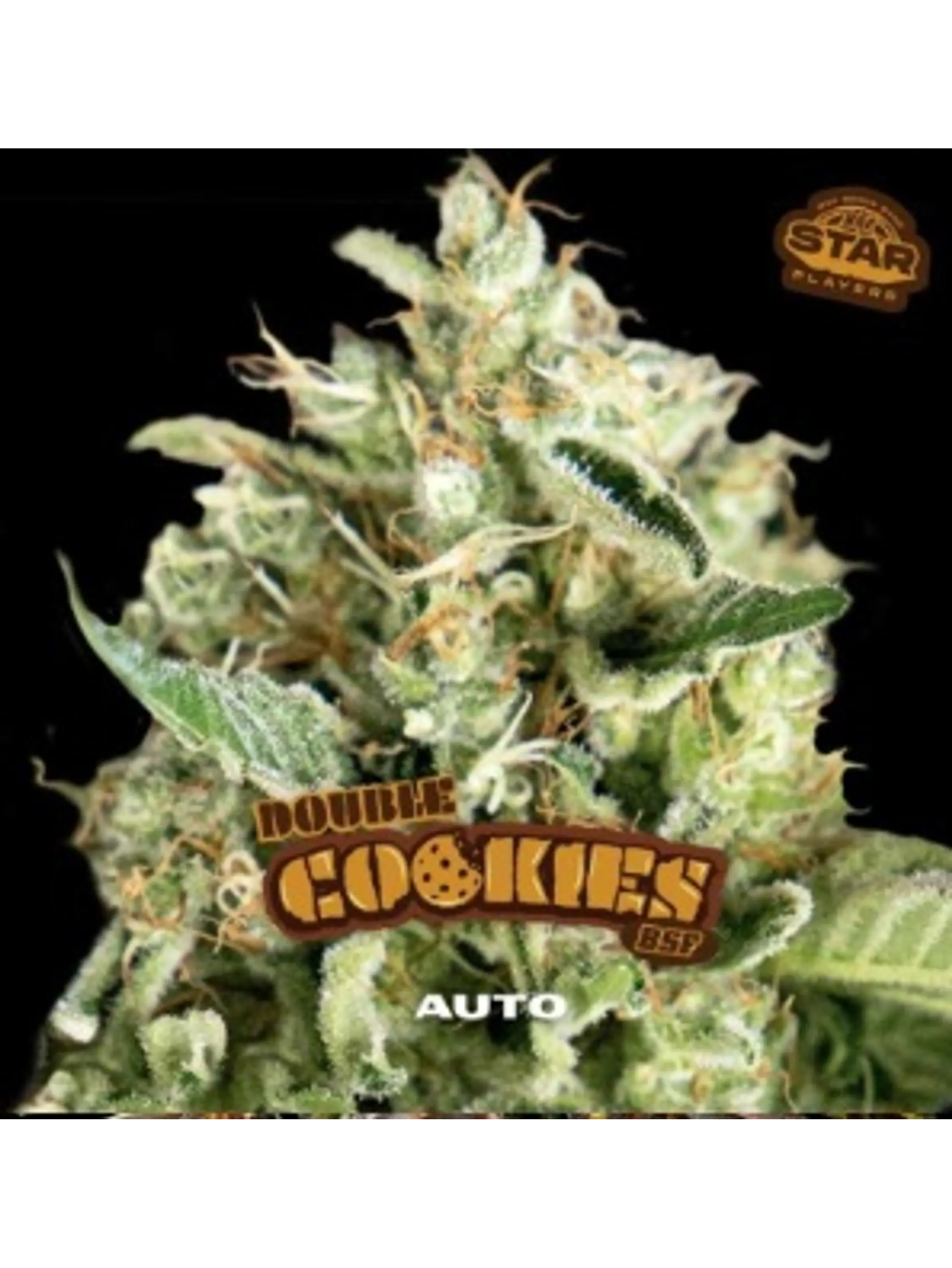 DOUBLE COOKIES SP AUTO X12 - BSF 1