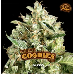 DOUBLE COOKIES SP AUTO X12 - BSF