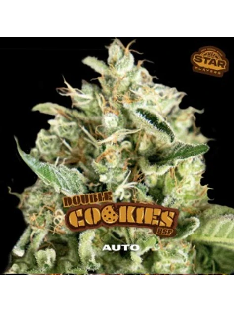 DOUBLE COOKIES SP AUTO X12 - BSF 1