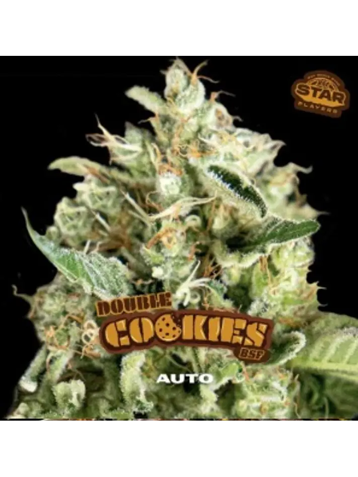 DOUBLE COOKIES SP AUTO X12 - BSF 1