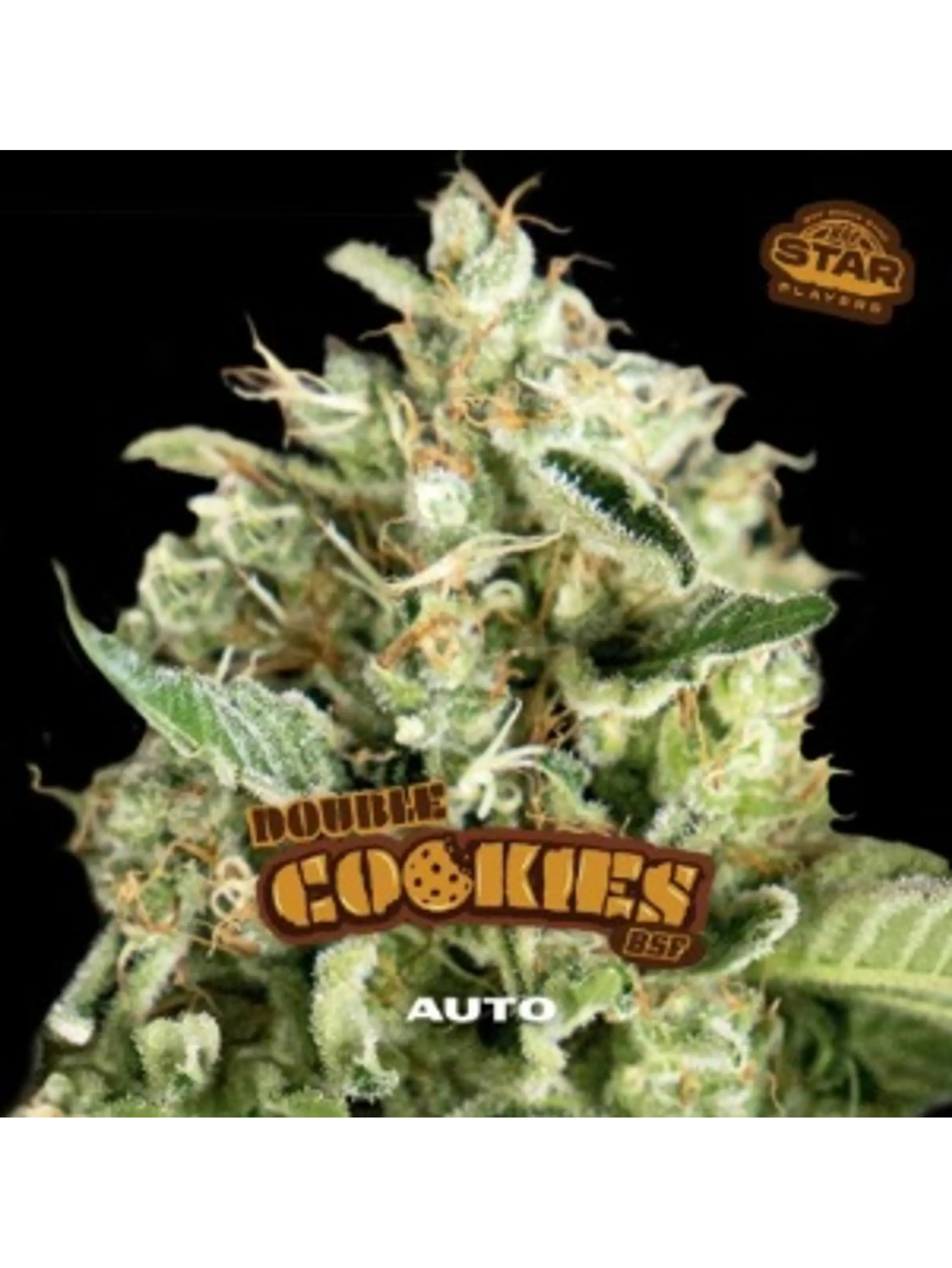 DOUBLE COOKIES SP AUTO X7 - BSF 1