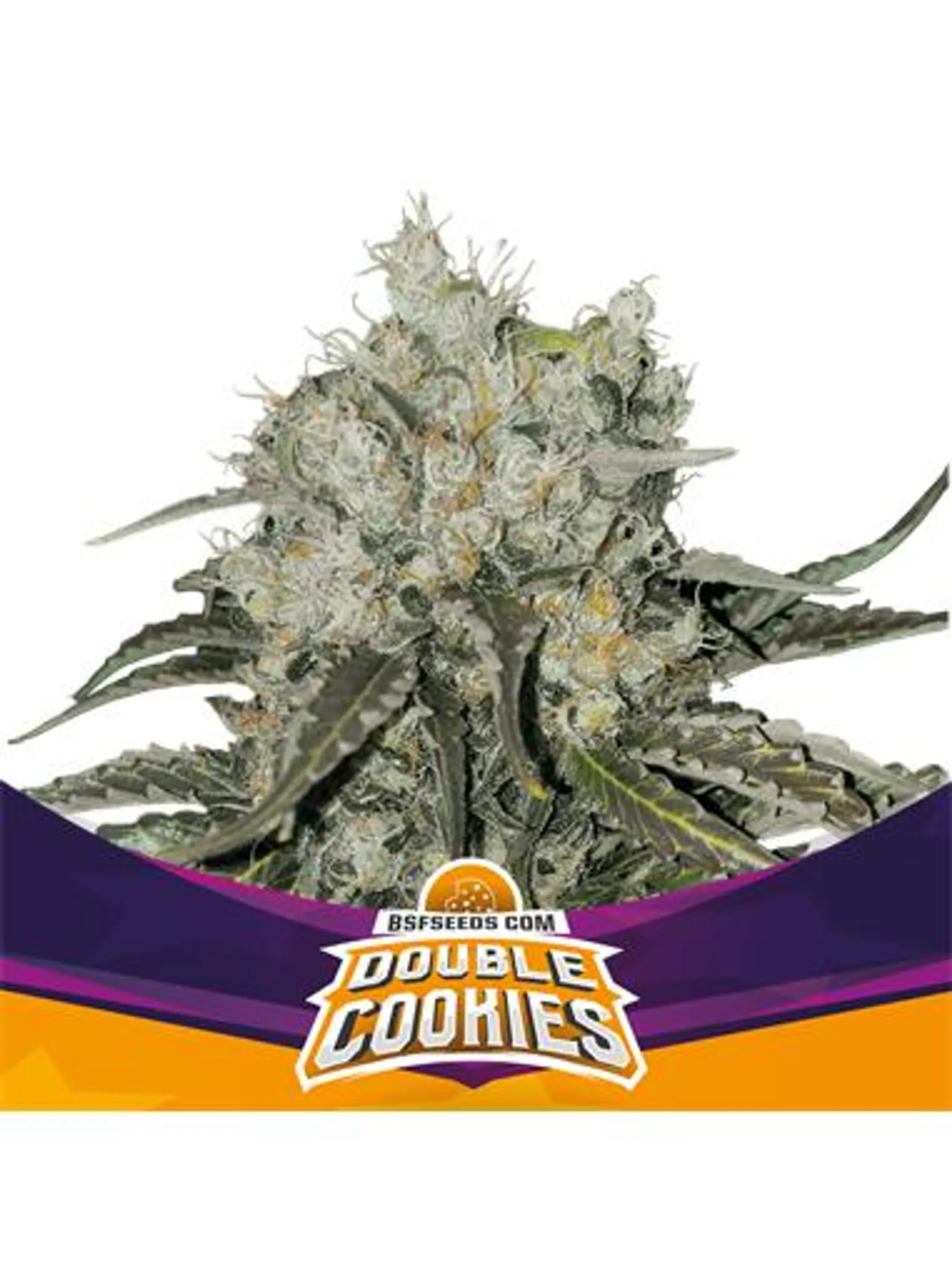 DOUBLE COOKIES SP COOKIES FEM X7 - BSF 1