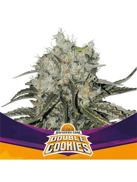 DOUBLE COOKIES SP COOKIES FEM X7 - BSF 1