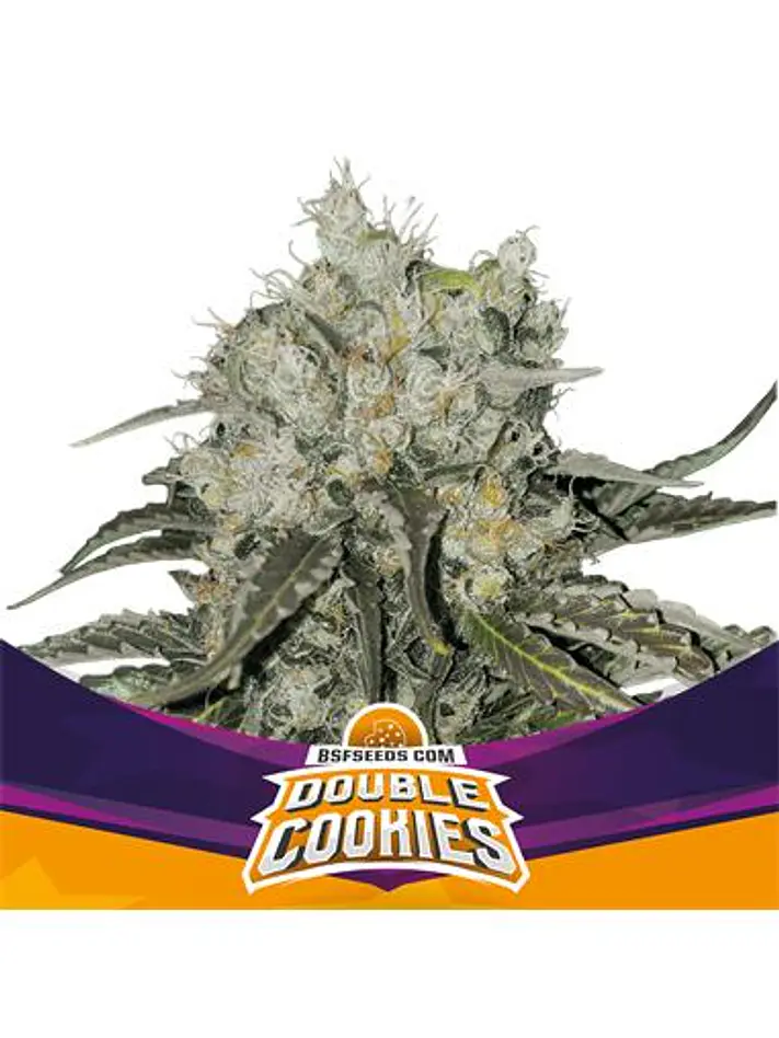 DOUBLE COOKIES SP COOKIES FEM X7 - BSF 1