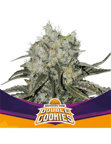 DOUBLE COOKIES SP COOKIES FEM X12 - BSF 1