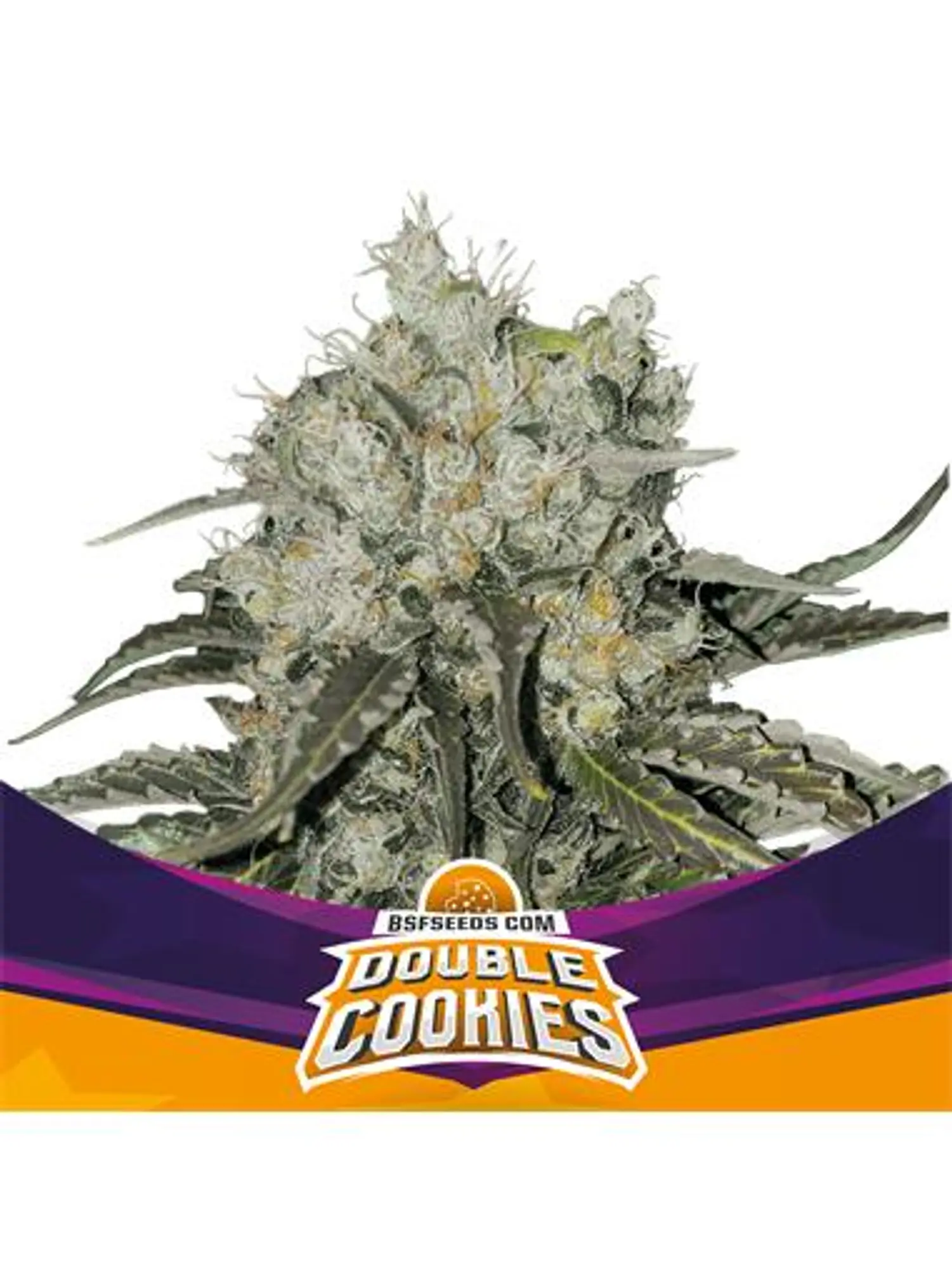 DOUBLE COOKIES SP COOKIES FEM X12 - BSF 1