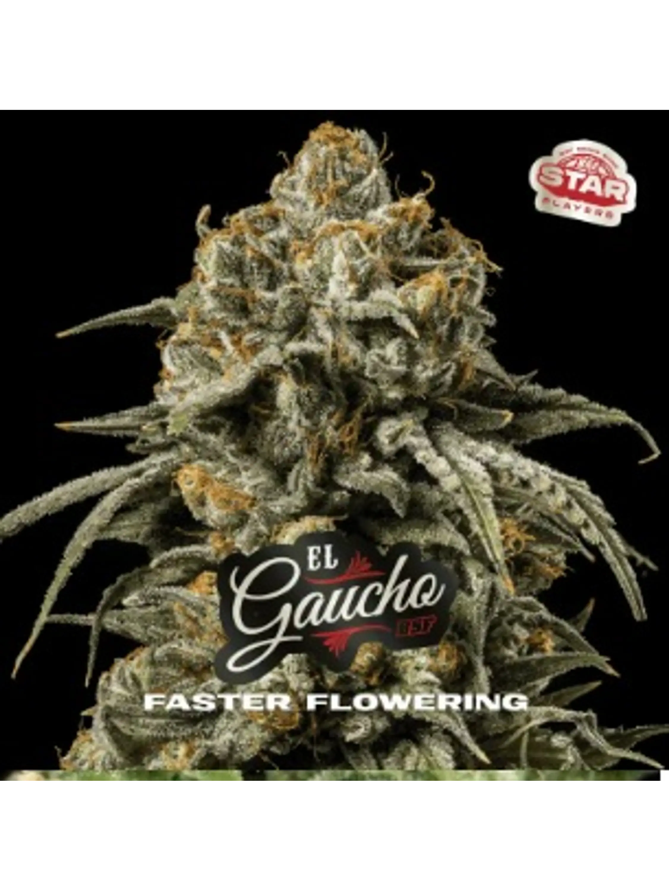 EL GAUCHO FASTER SP FEM X7-BSF 1