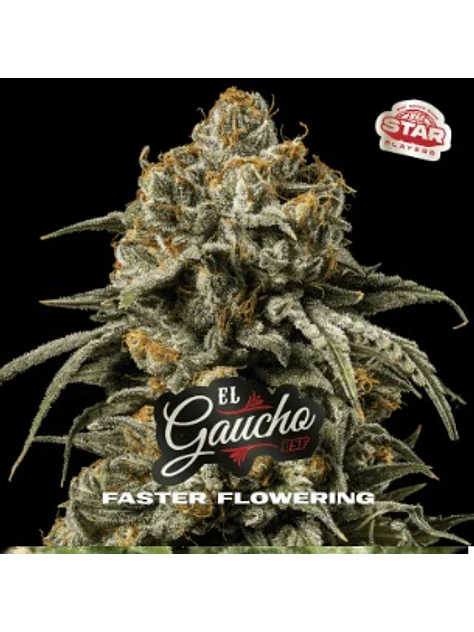 EL GAUCHO FASTER SP FEM X7-BSF 1