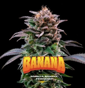 GORILLA BANANA FEM X12-BSF 1