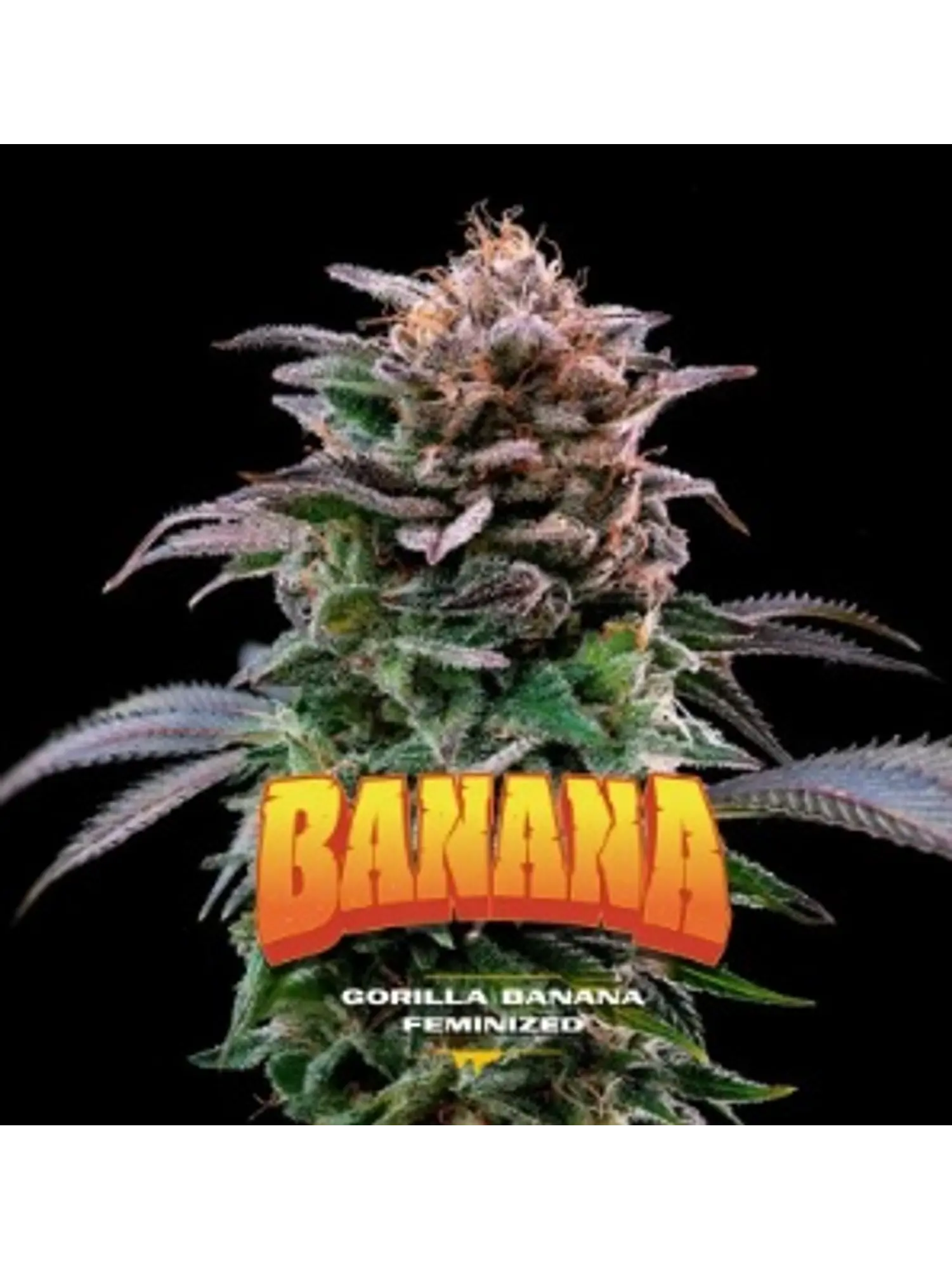 GORILLA BANANA FEM X12-BSF 1