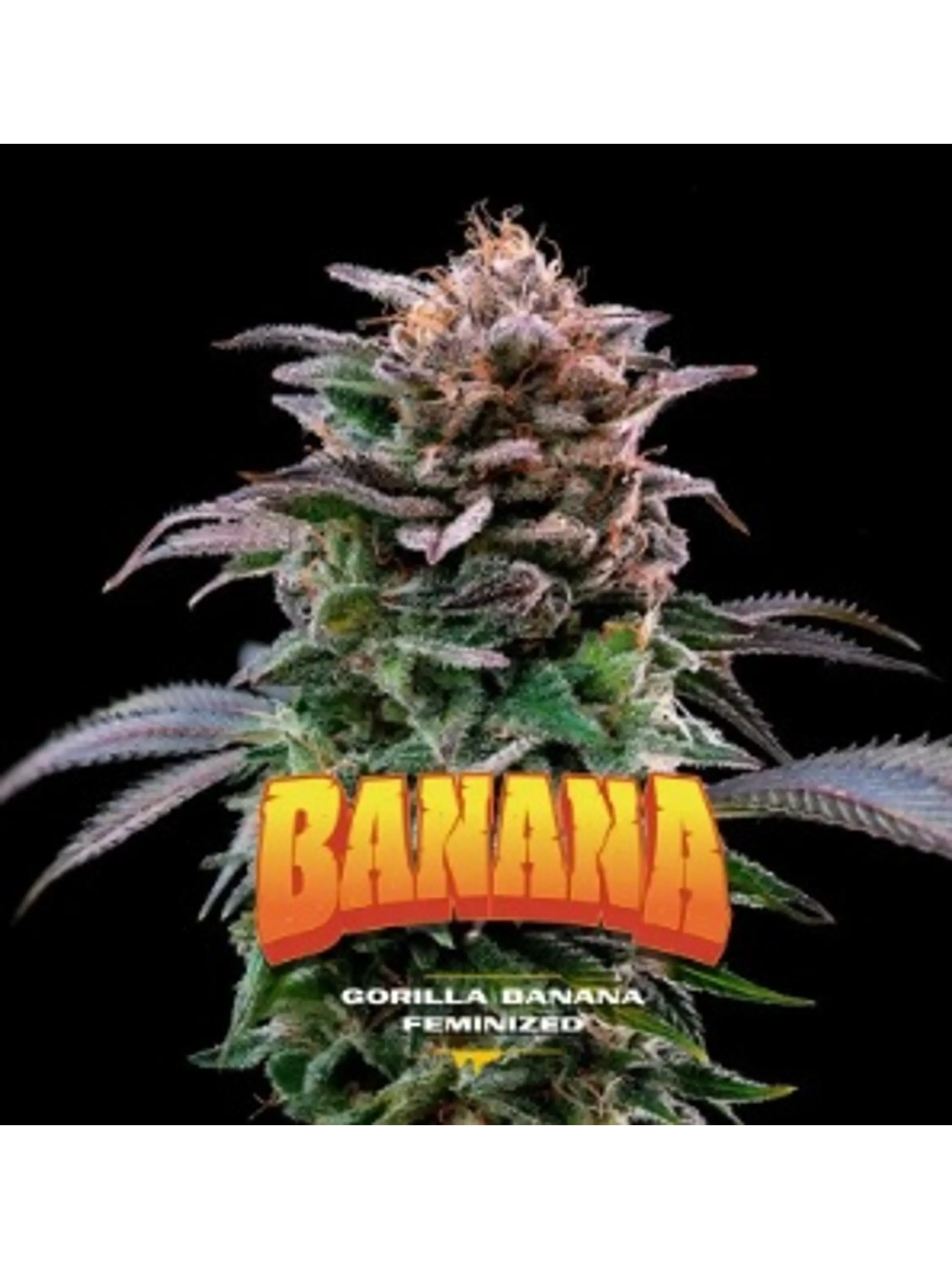 GORILLA BANANA FEM X12-BSF 1