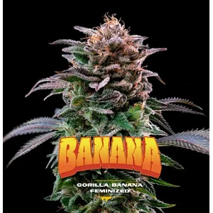 GORILLA BANANA FEM X12-BSF