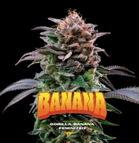 GORILLA BANANA FEM X12-BSF
