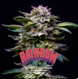 GORILLA RAINBOWS FEM X12-BSF 1