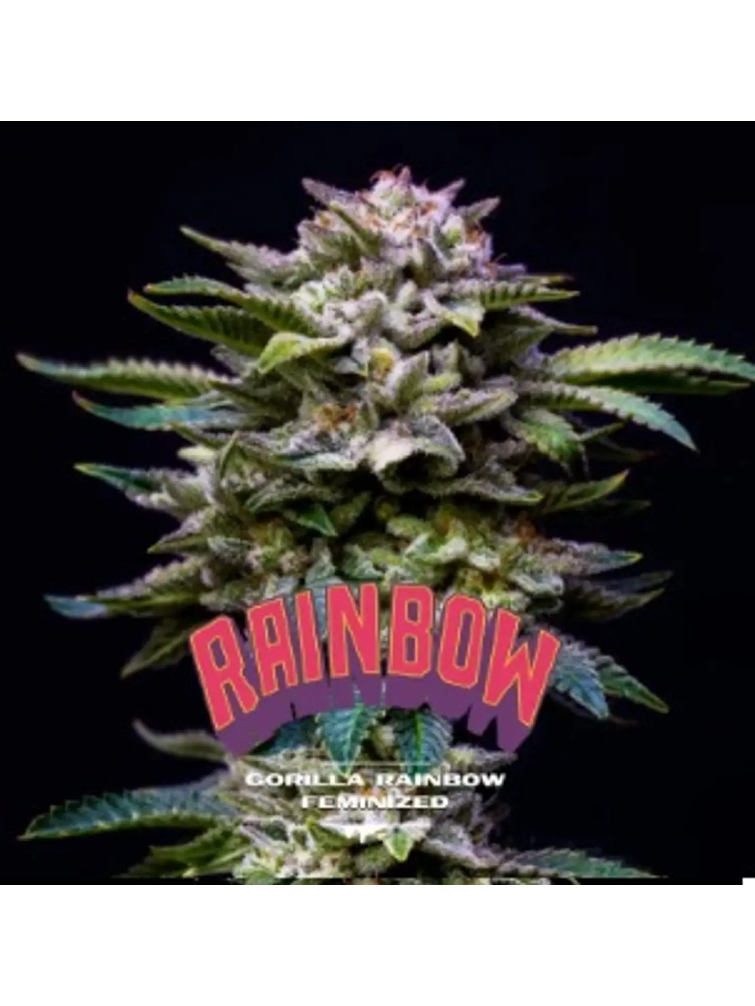 GORILLA RAINBOWS FEM X12-BSF 1