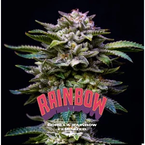 GORILLA RAINBOWS FEM X12-BSF