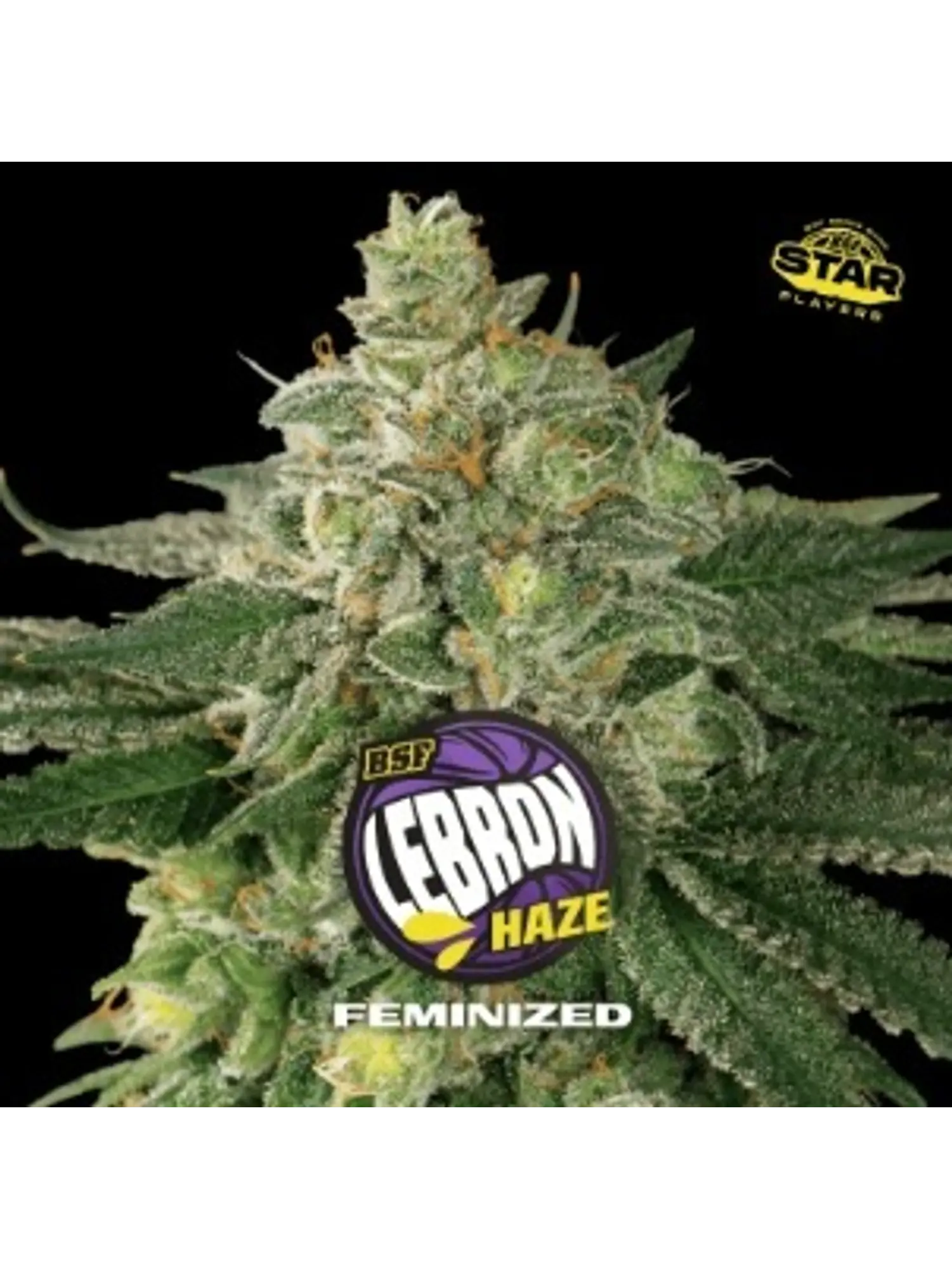 LEBRON HAZE FEM X7 - BSF 1