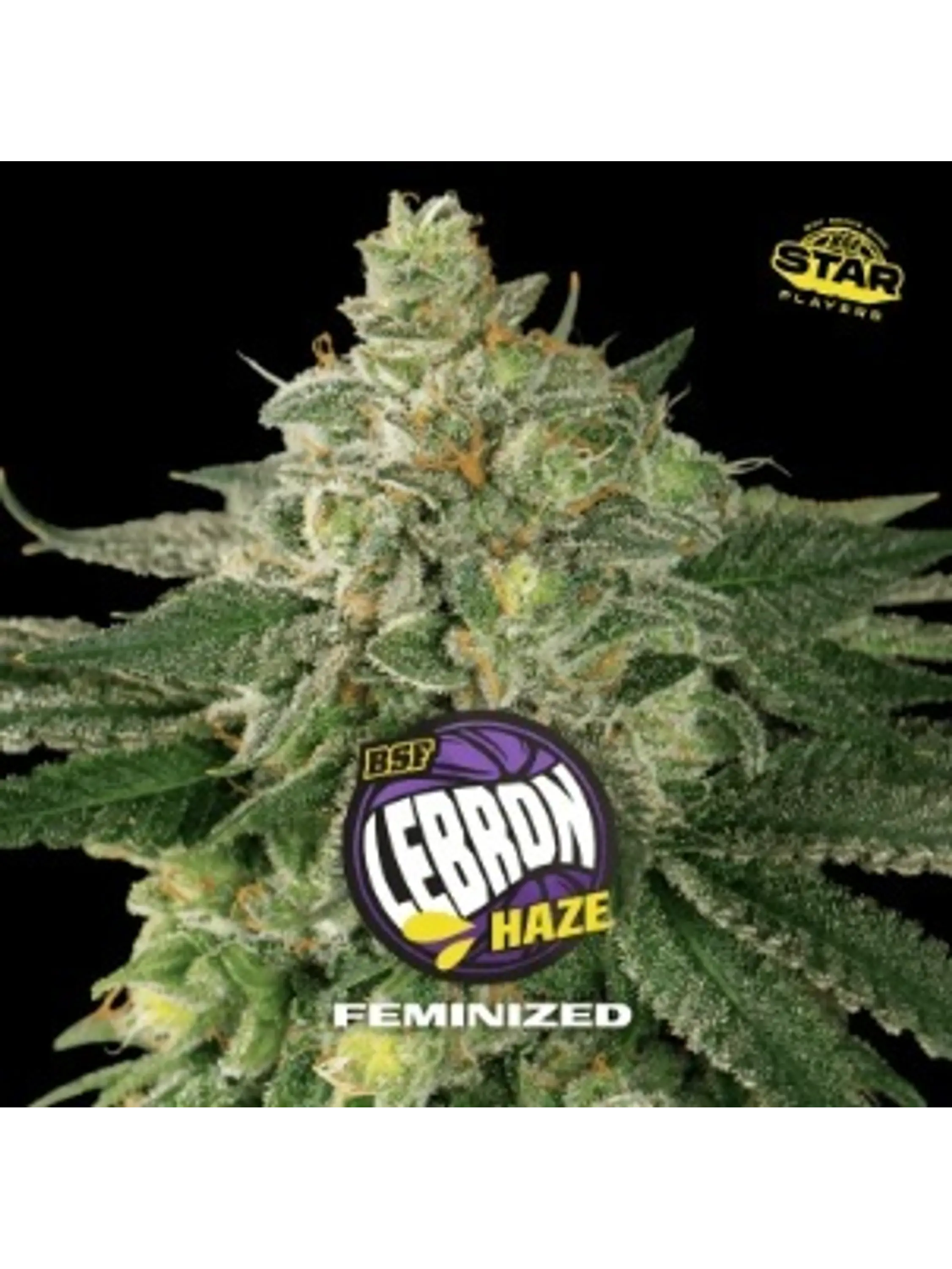 LEBRON HAZE FEM X7 - BSF 1