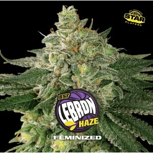 LEBRON HAZE FEM X7 - BSF