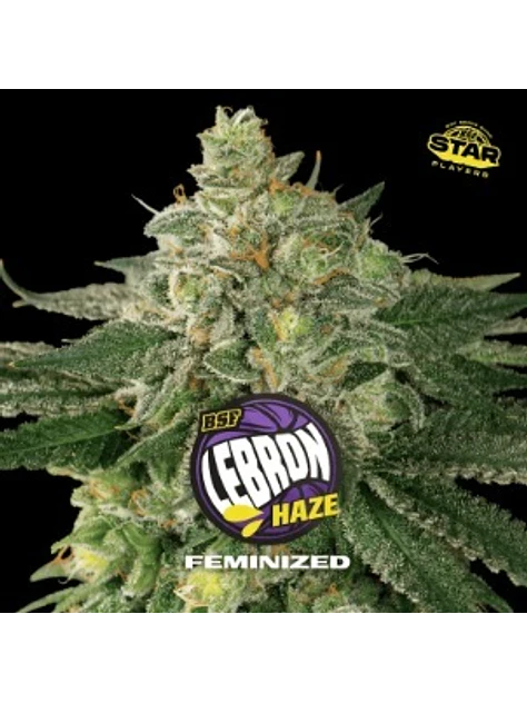 LEBRON HAZE FEM X7 - BSF 1