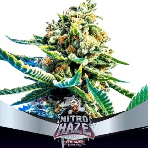 NITRO HAZE FEM X12-BSF 1