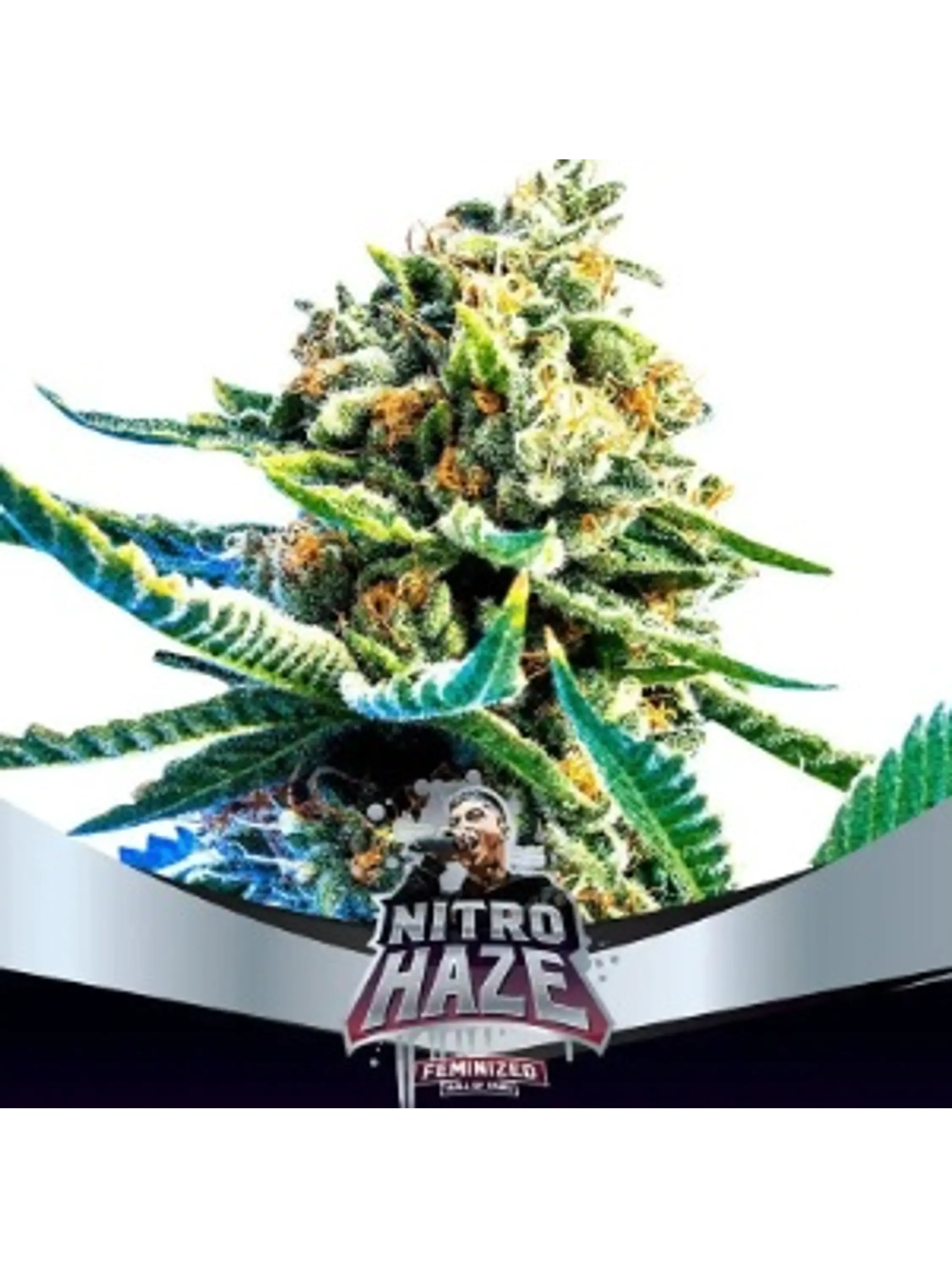 NITRO HAZE FEM X12-BSF 1