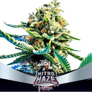 NITRO HAZE FEM X12-BSF