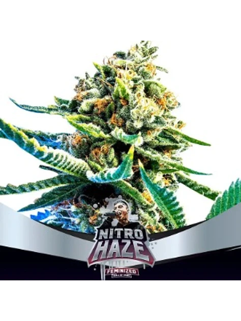 NITRO HAZE FEM X12-BSF 1