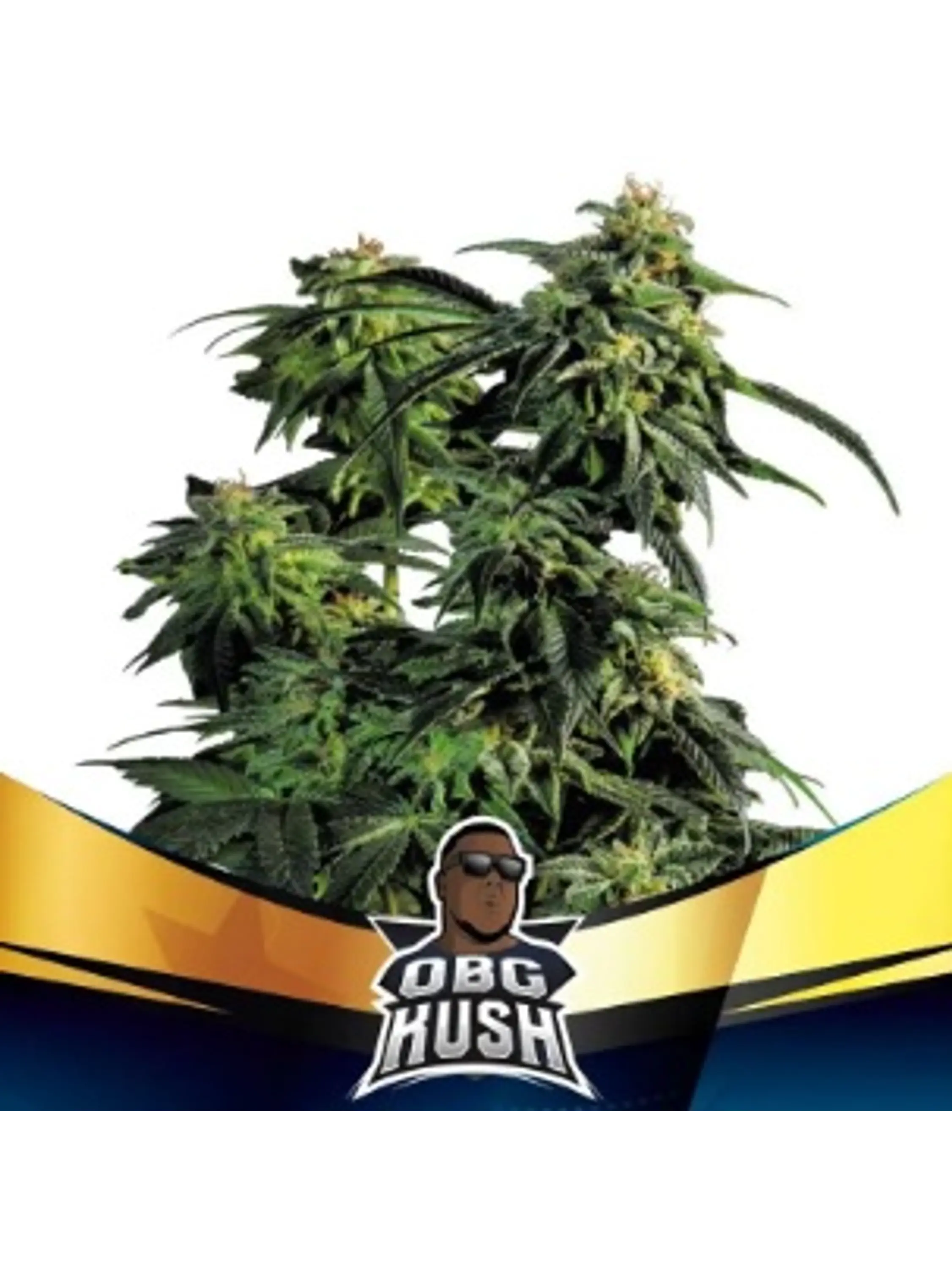 OBG KUSH FAST FEM X7-BSF 1