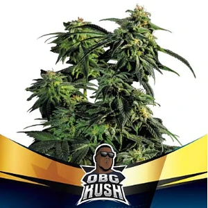 OBG KUSH FAST FEM X7-BSF