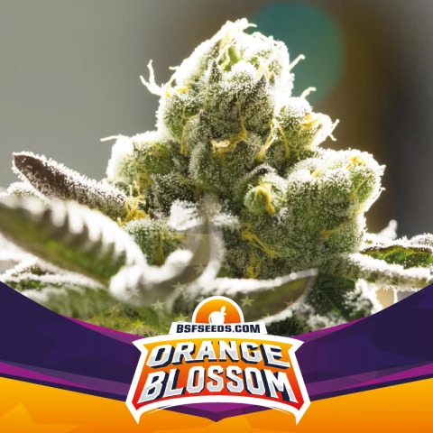 ORANGE BLOSSOM FEM X7 -BSF 1