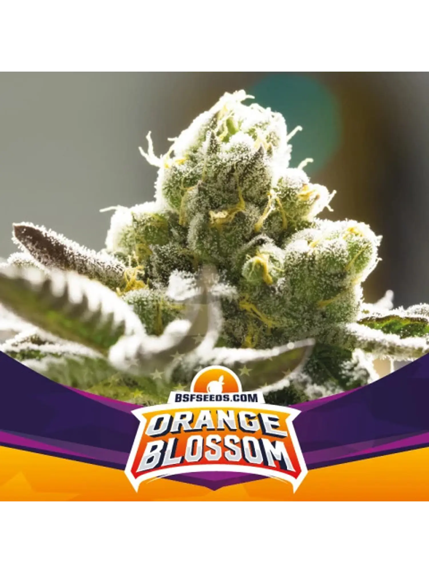 ORANGE BLOSSOM FEM X7 -BSF 1