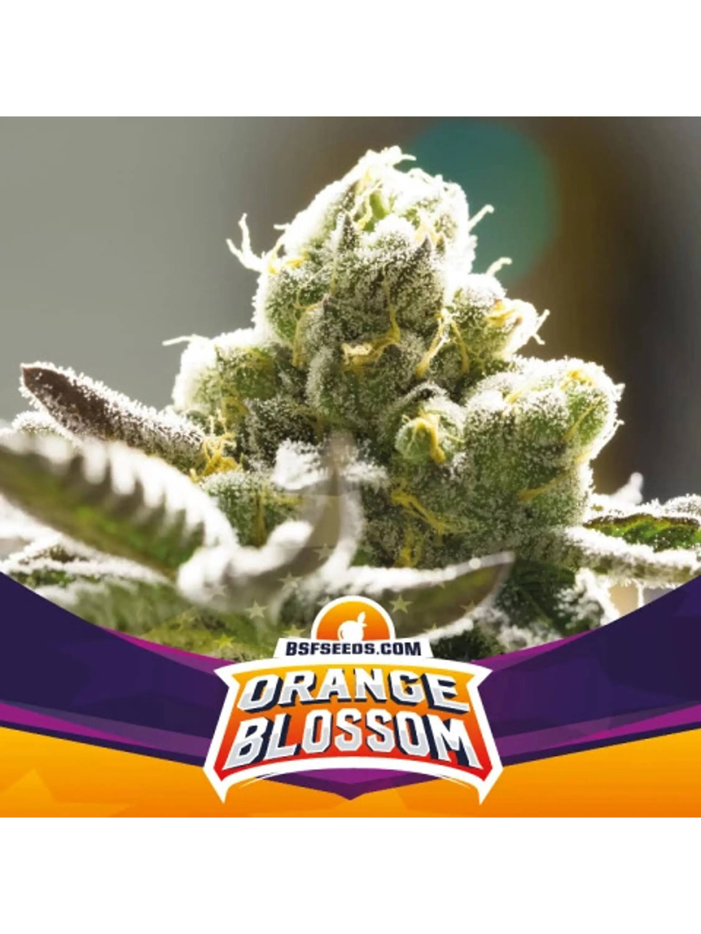 ORANGE BLOSSOM FEM X7 -BSF 1