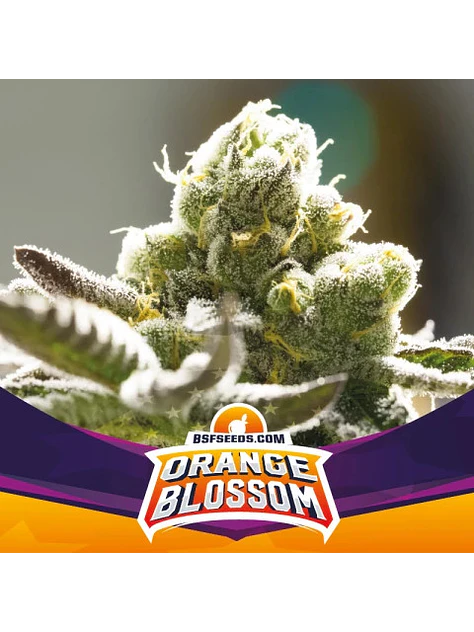 ORANGE BLOSSOM FEM X7 -BSF 1