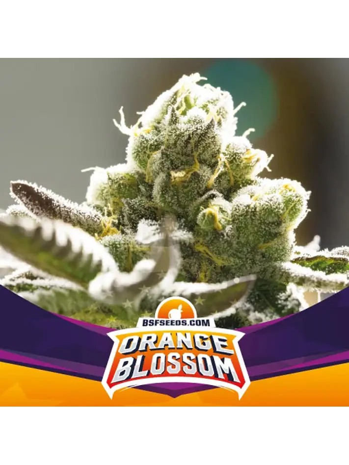 ORANGE BLOSSOM FEM X7 -BSF 1