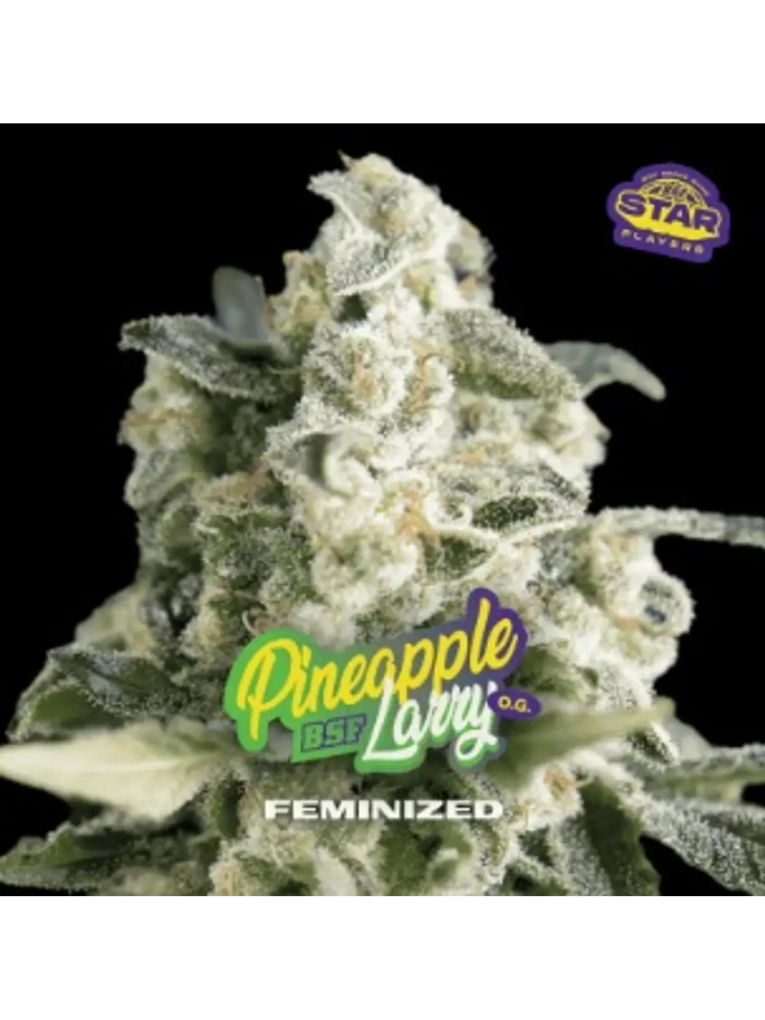 PINEAPPLE LARRY SP OG FEM X2 - BSF 1