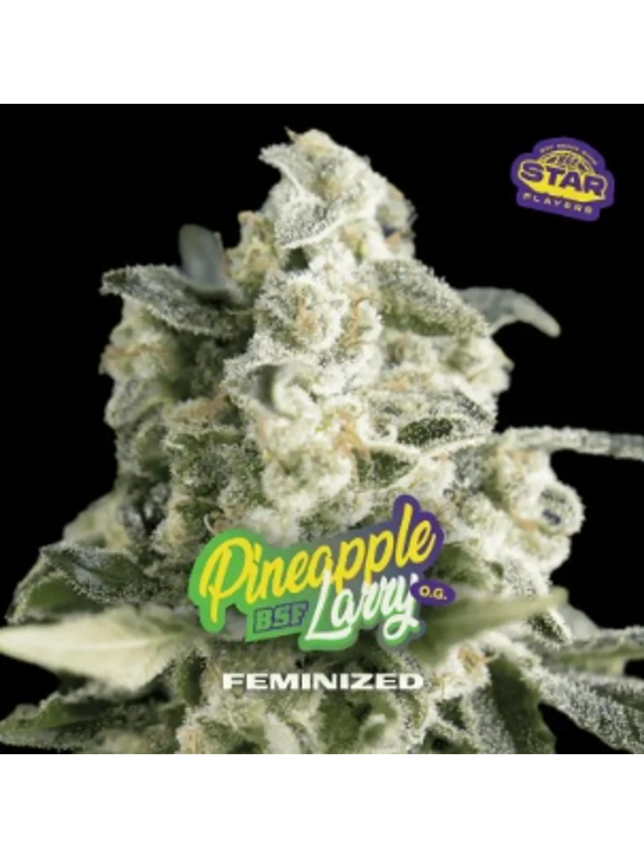 PINEAPPLE LARRY SP OG FEM X2 - BSF 1