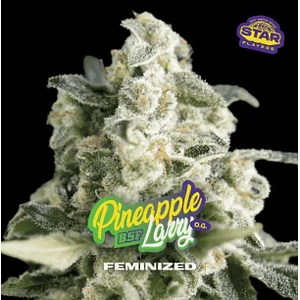 PINEAPPLE LARRY SP OG FEM X2 - BSF