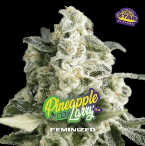 PINEAPPLE LARRY SP OG FEM X2 - BSF