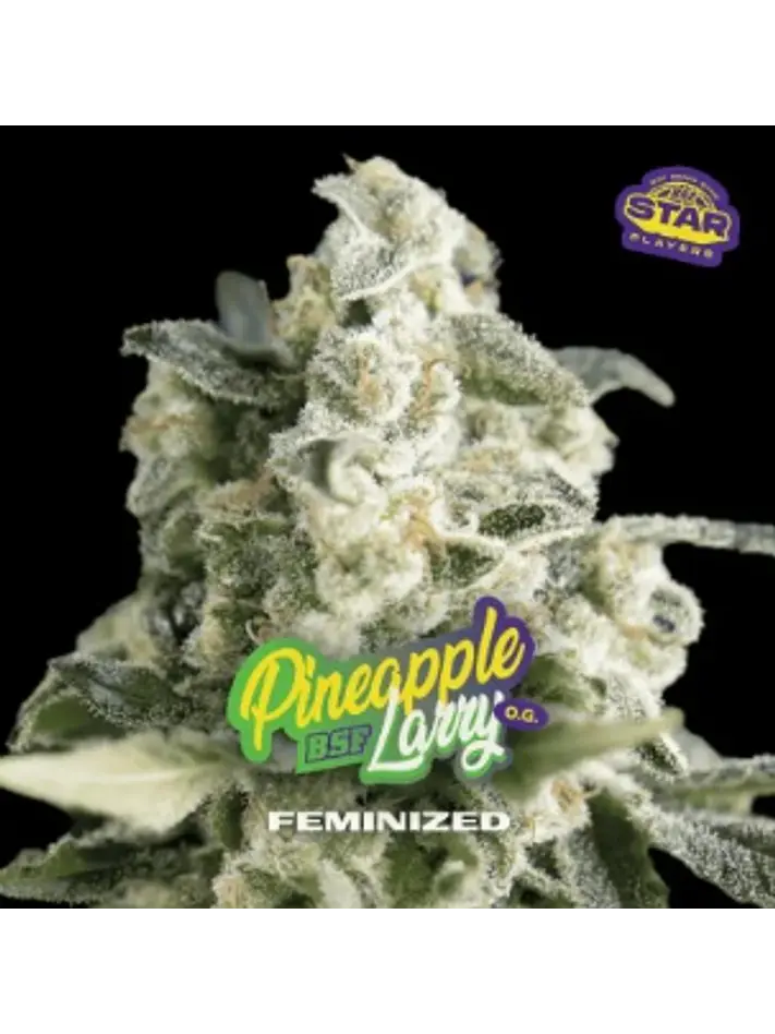 PINEAPPLE LARRY SP OG FEM X2 - BSF 1