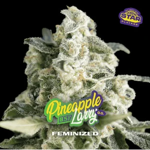 PINEAPPLE LARRY SP OG FEM X4 - BSF