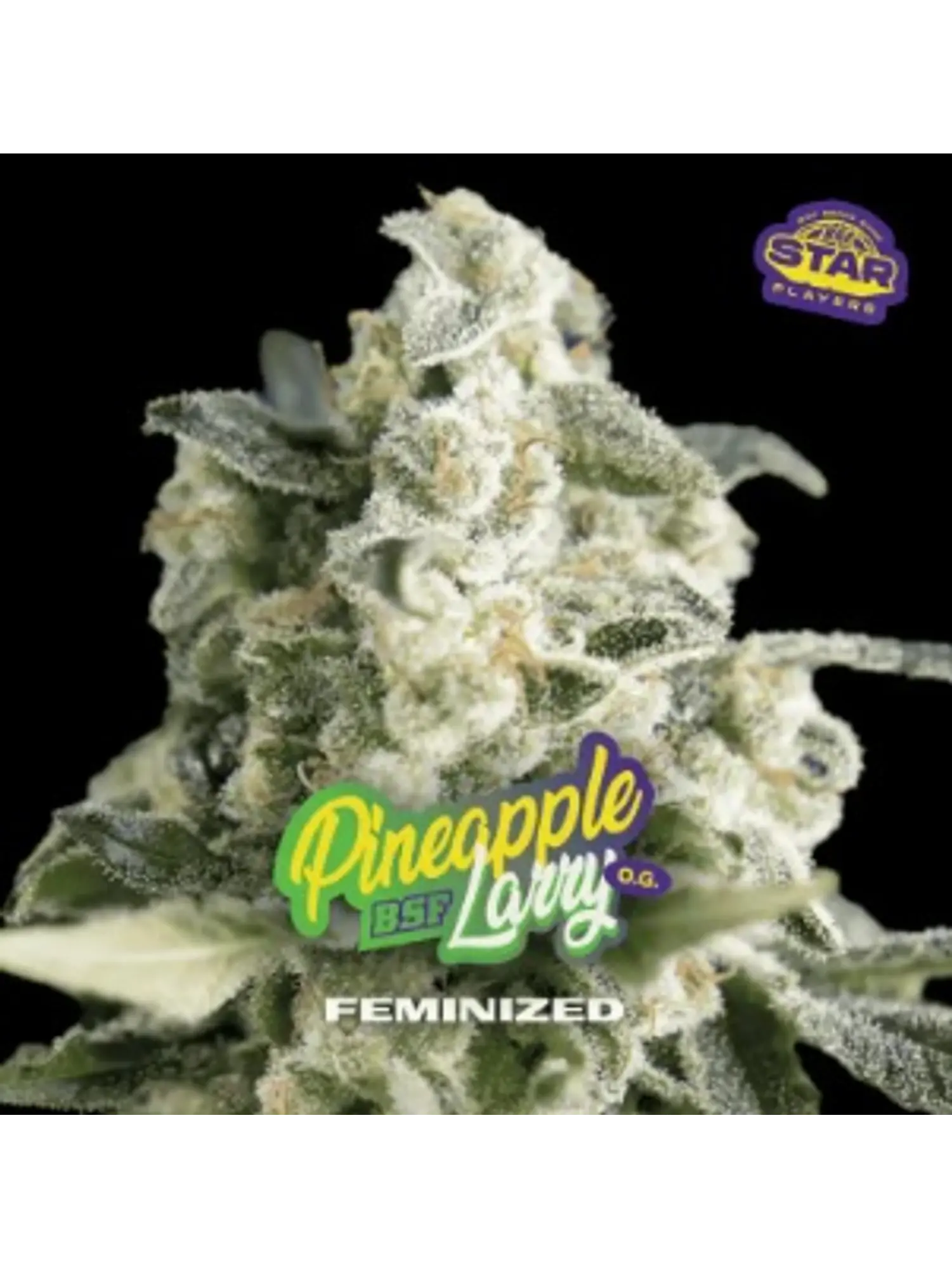 PINEAPPLE LARRY SP OG FEM X7 - BSF 1