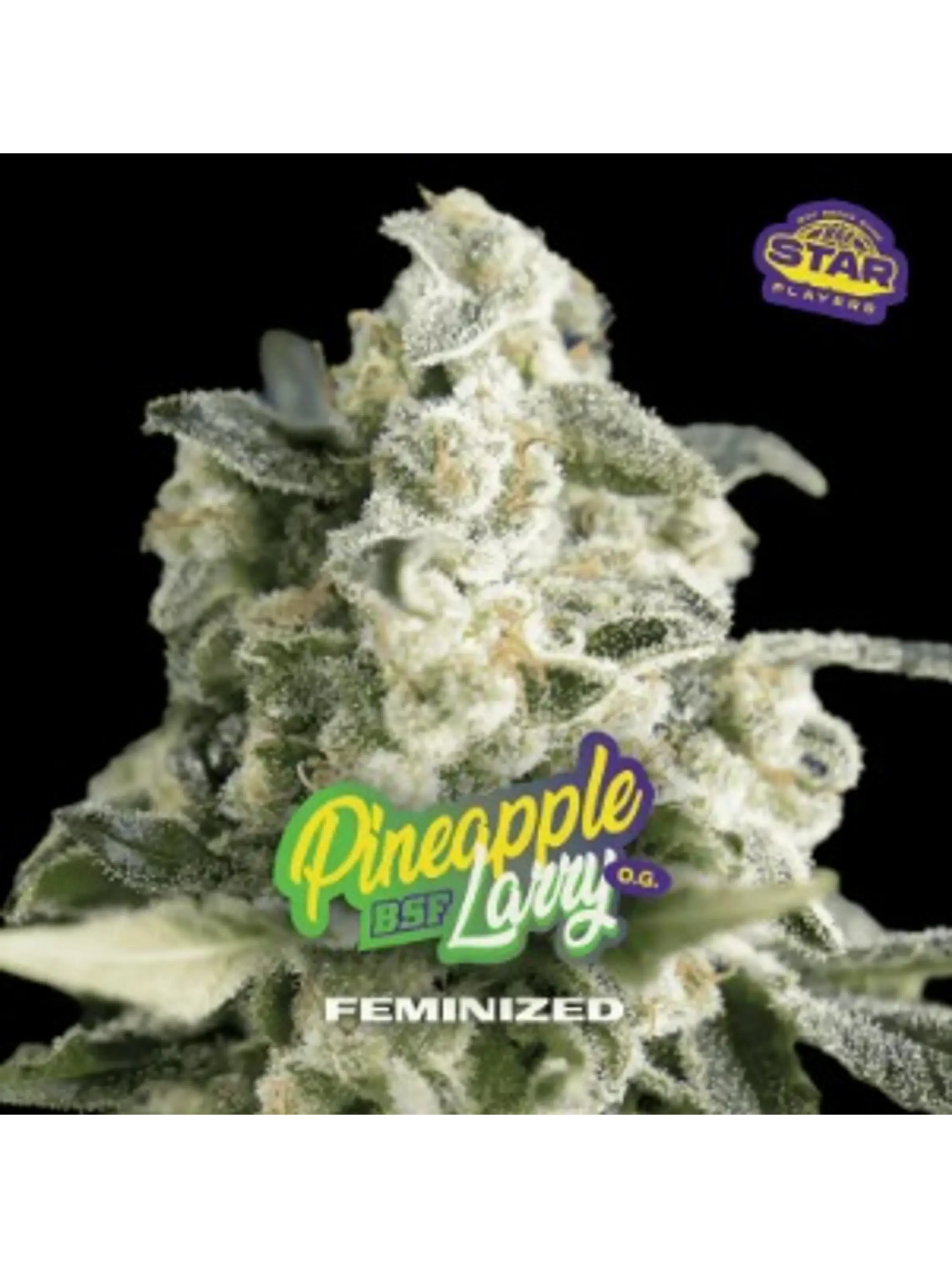 PINEAPPLE LARRY SP OG FEM X7 - BSF 1