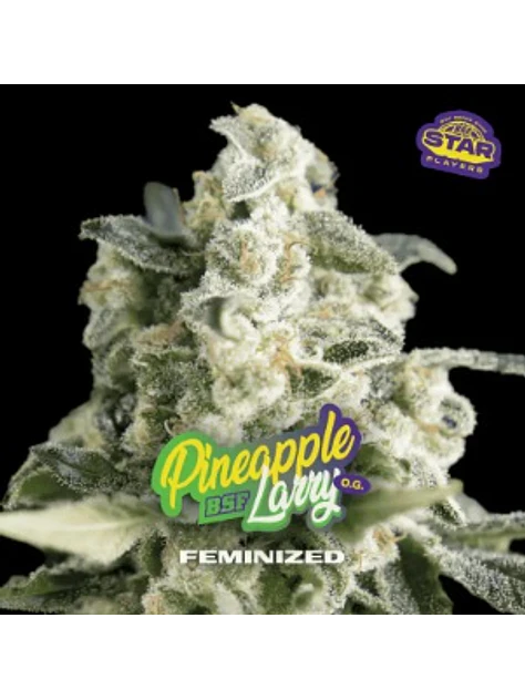 PINEAPPLE LARRY SP OG FEM X7 - BSF 1
