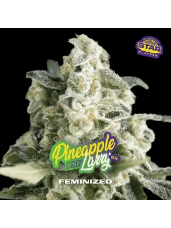 PINEAPPLE LARRY SP OG FEM X7 - BSF 1