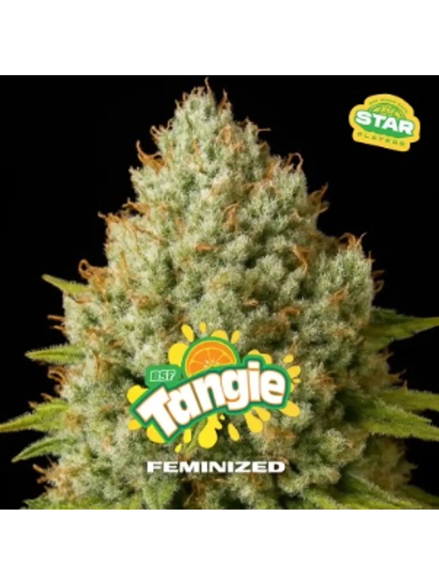 TANGIE FEM X7 - BSF 1