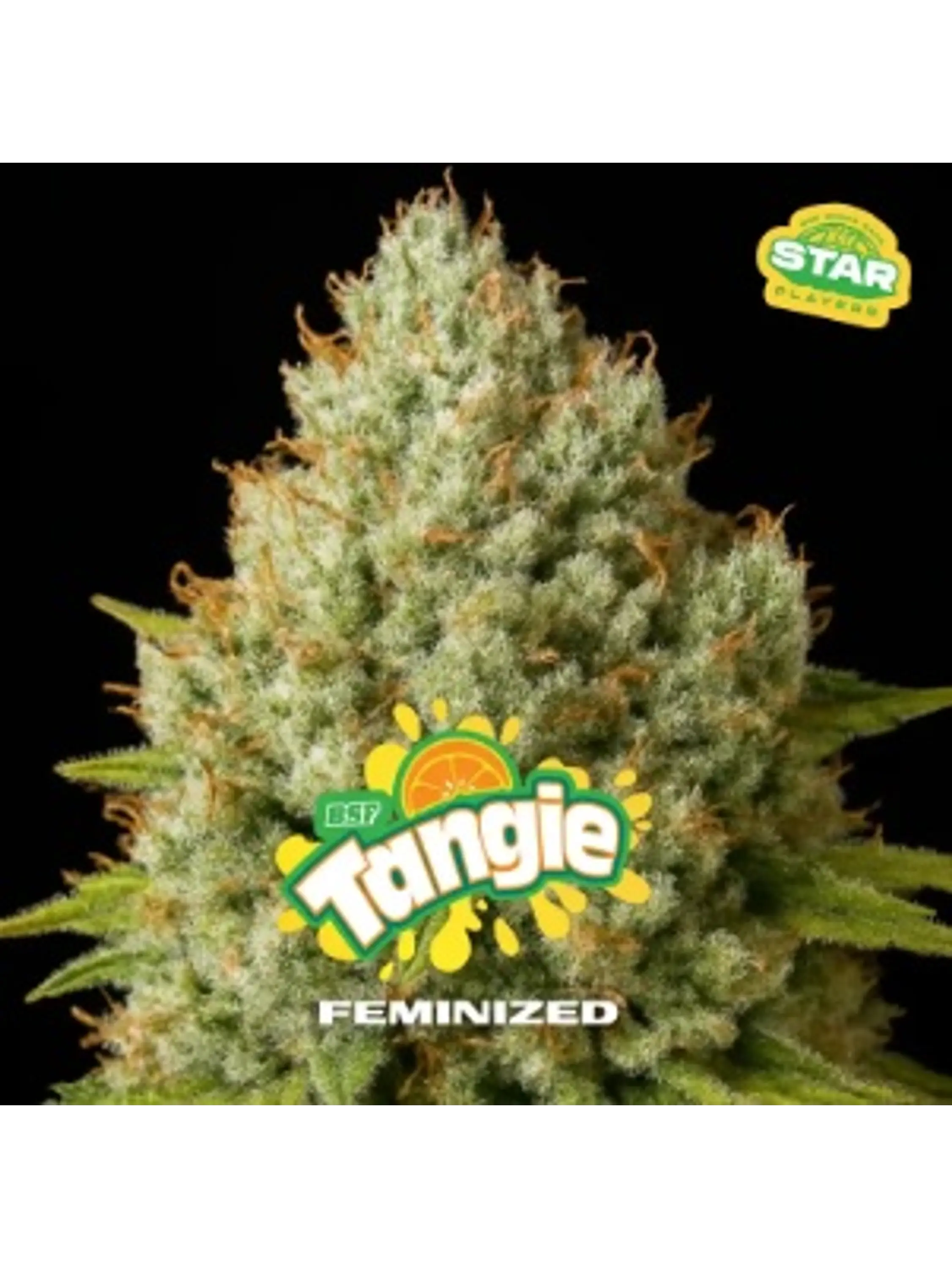 TANGIE FEM X7 - BSF 1